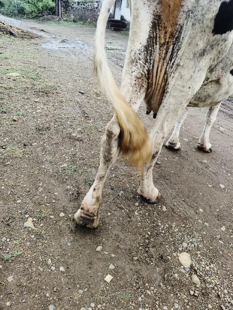 થંબનેલ 2