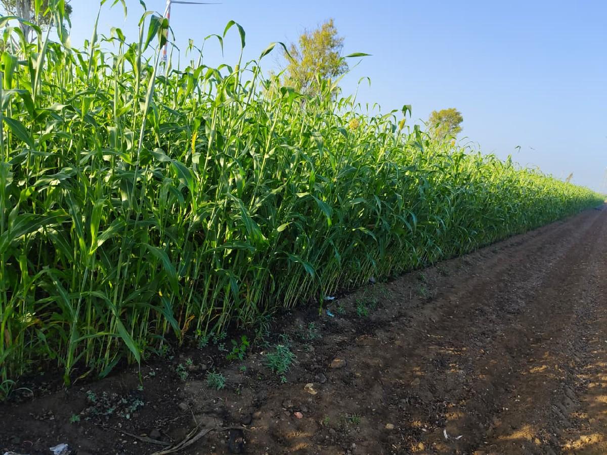 વેચવાનું છે