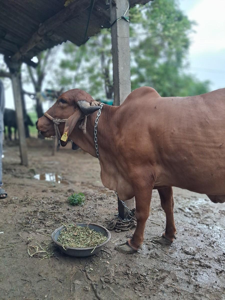 થંબનેલ 2