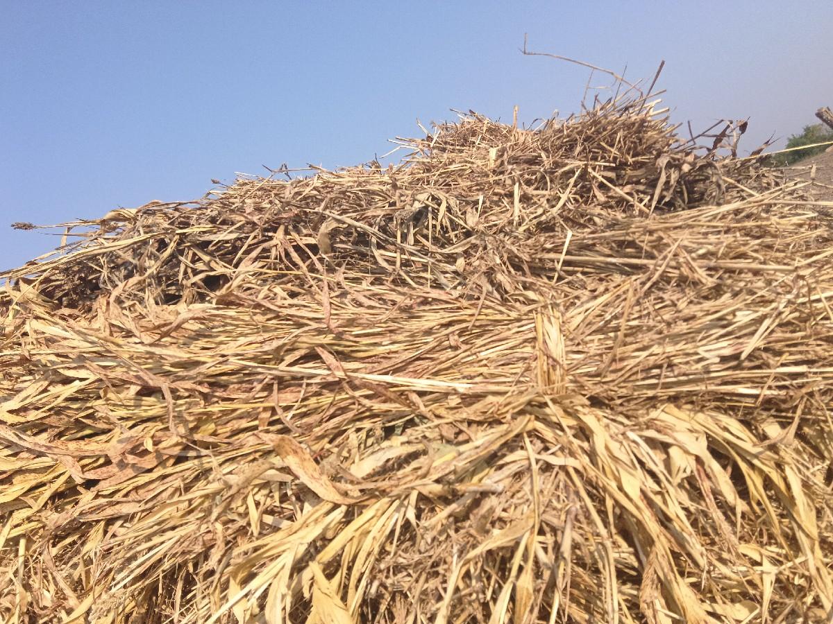 જુવાર ની નીરણ