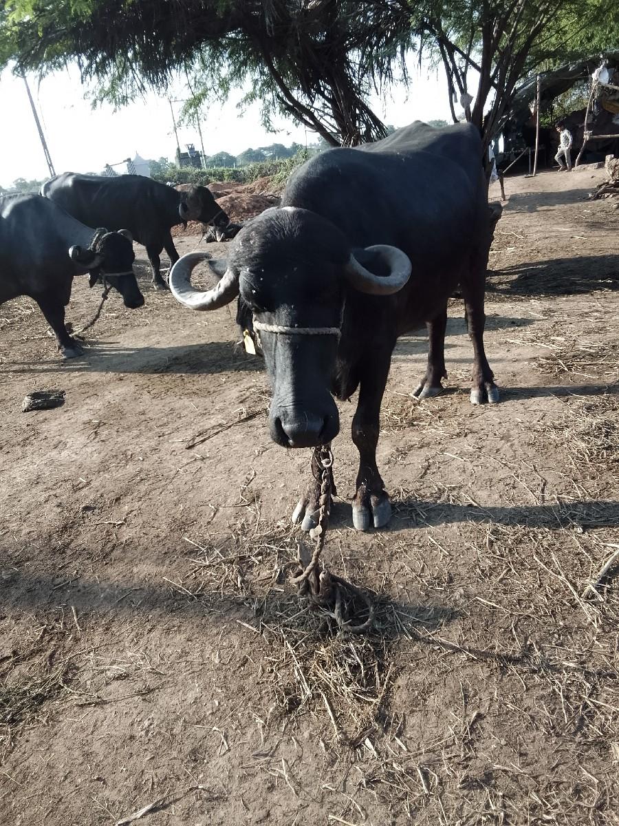 થંબનેલ 3