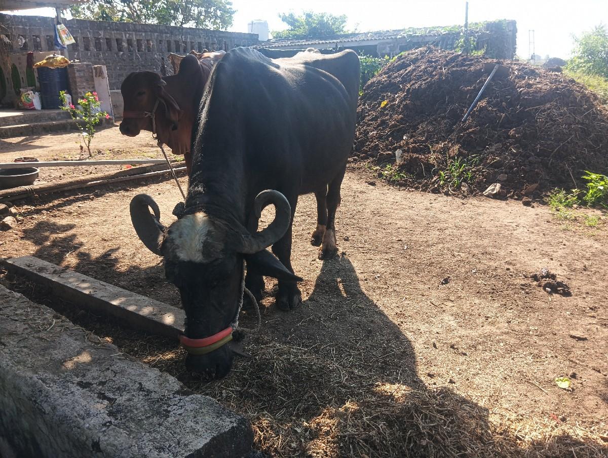 થંબનેલ 2