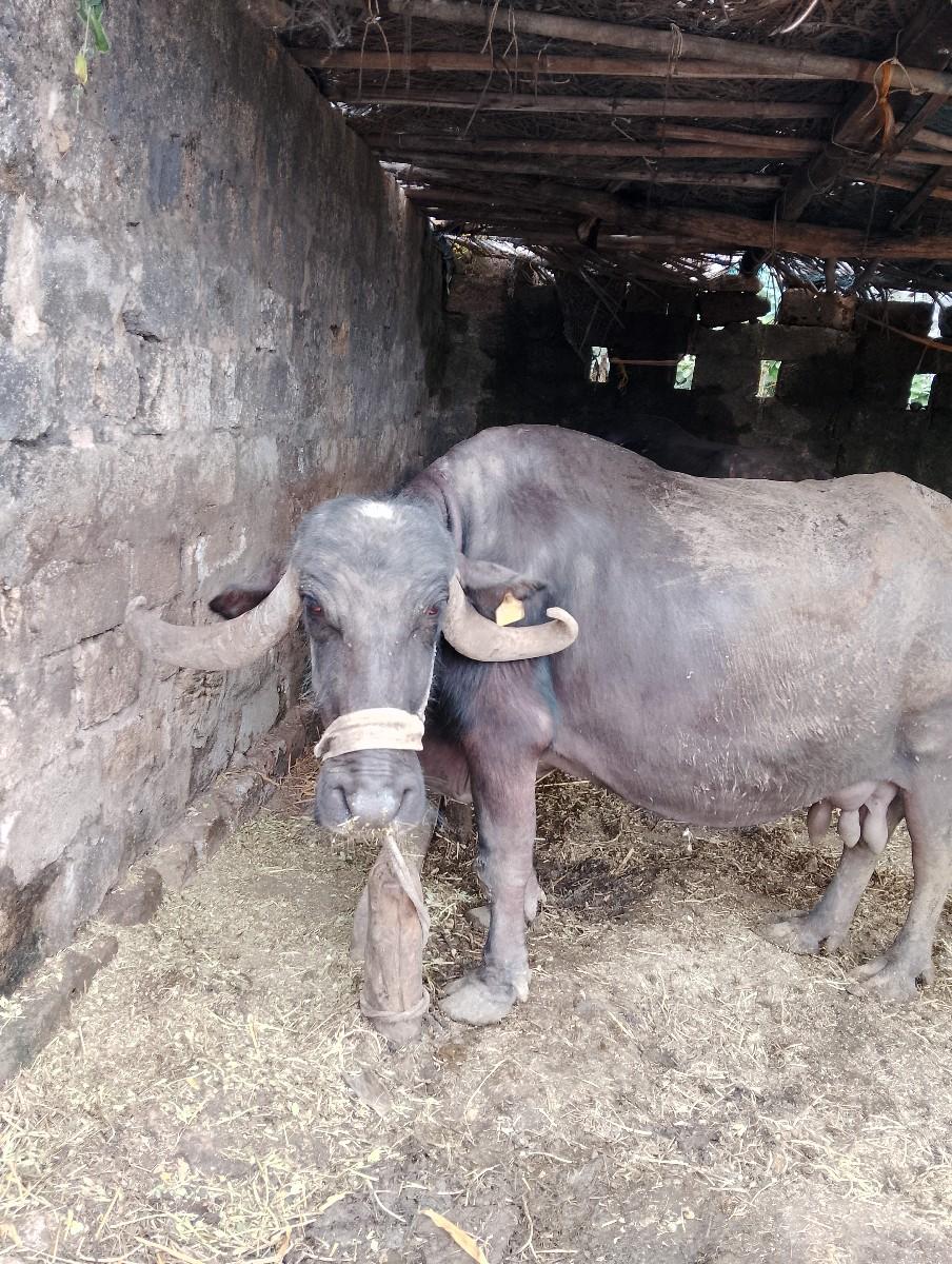 થંબનેલ 2