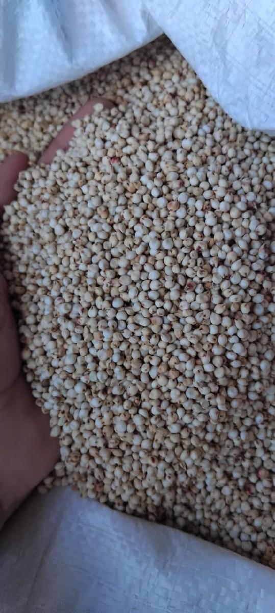 જુવાર નુ બીપારણ બેસવાનું છે