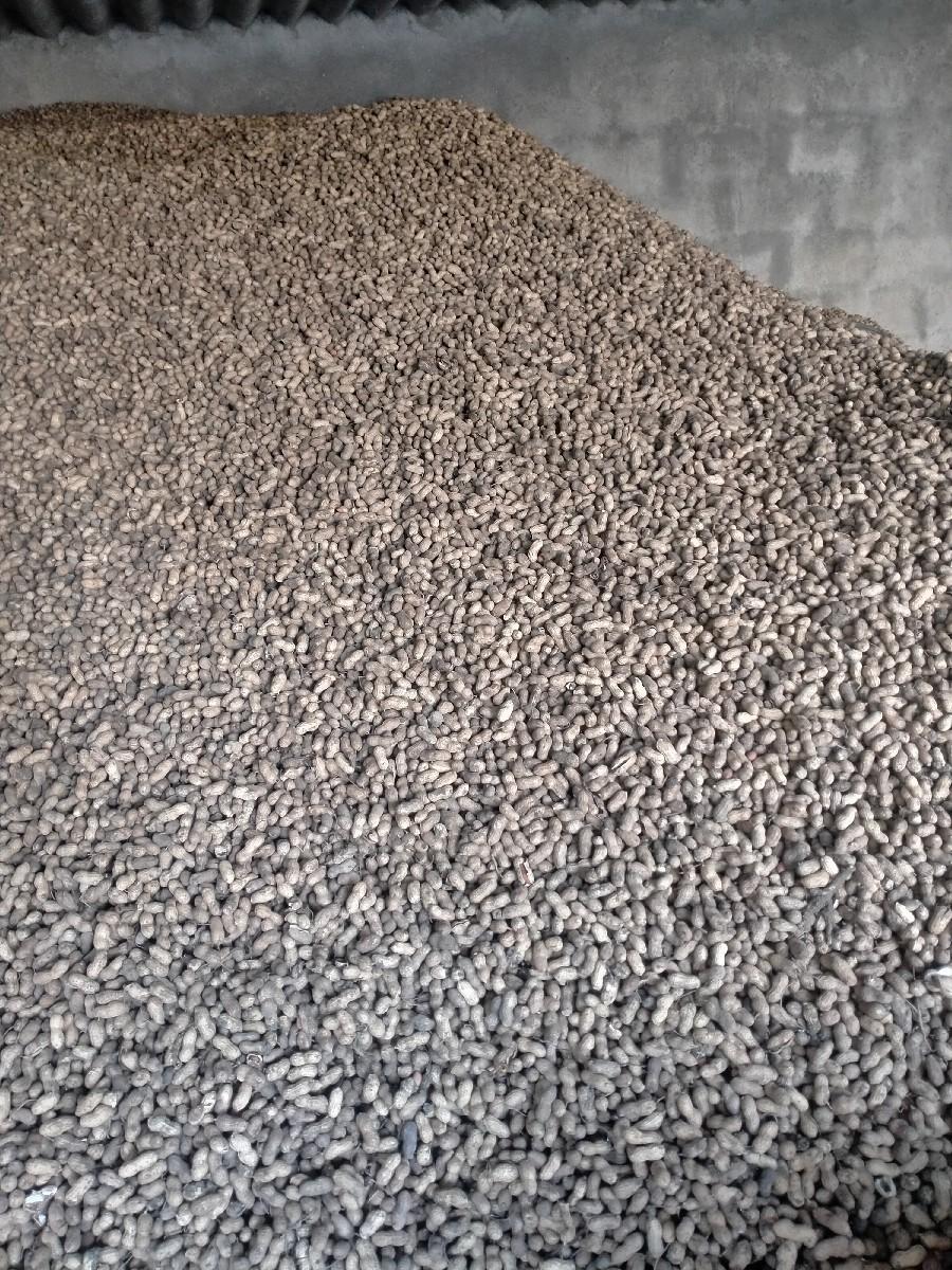 મગફળી નું બિયારણ માં માંડવી