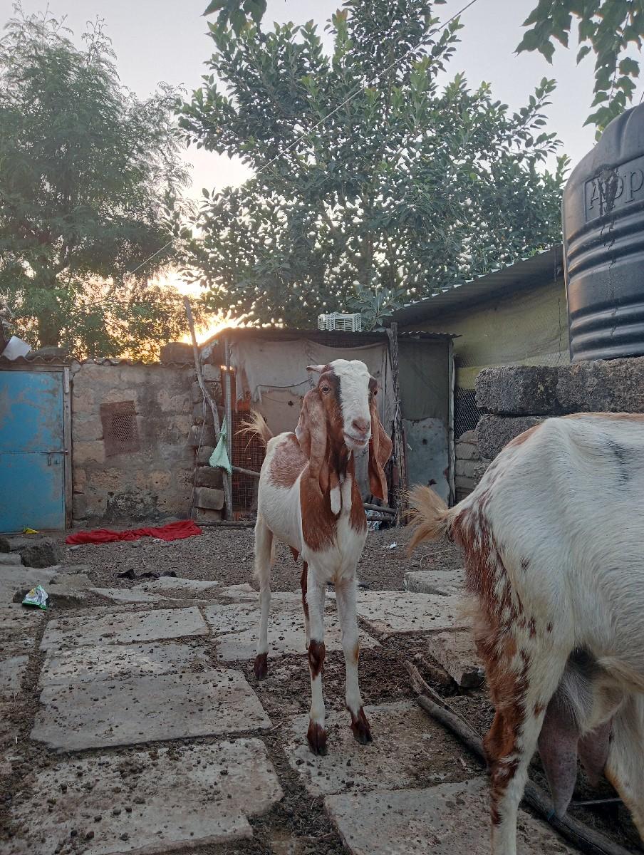 વેચવાની છે