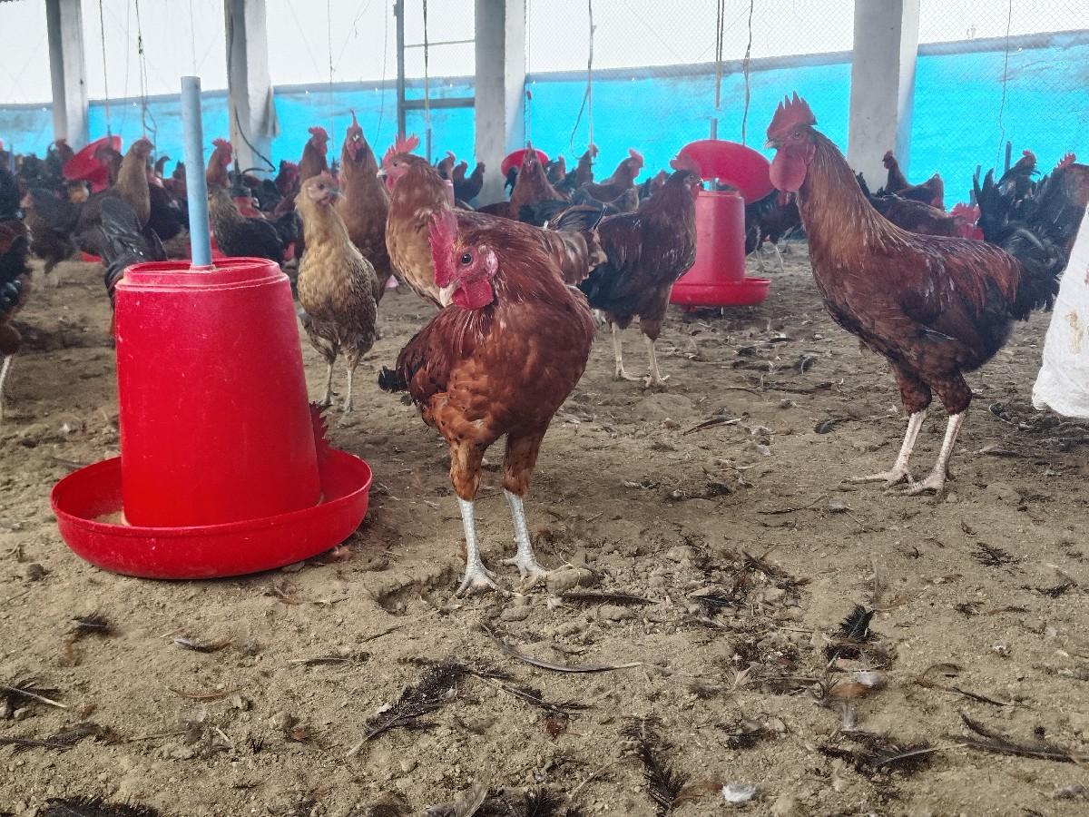 સોનાલી મરઘા અને મરઘી વેચવાની છે