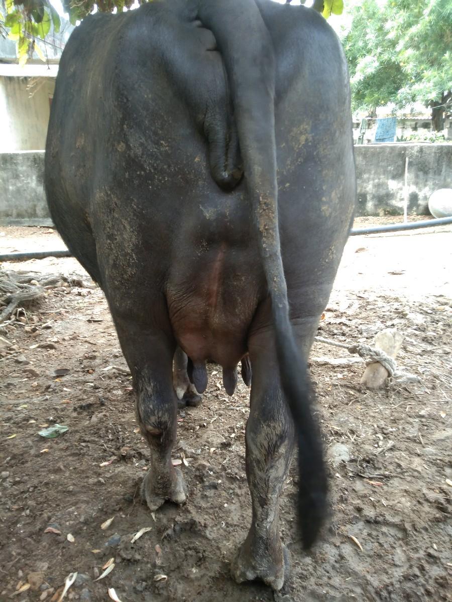 થંબનેલ 2