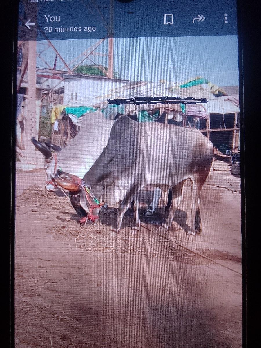 થંબનેલ 2