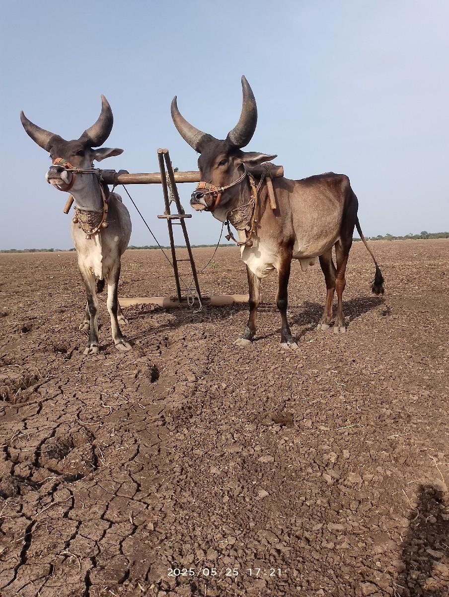 थंबनेल 3