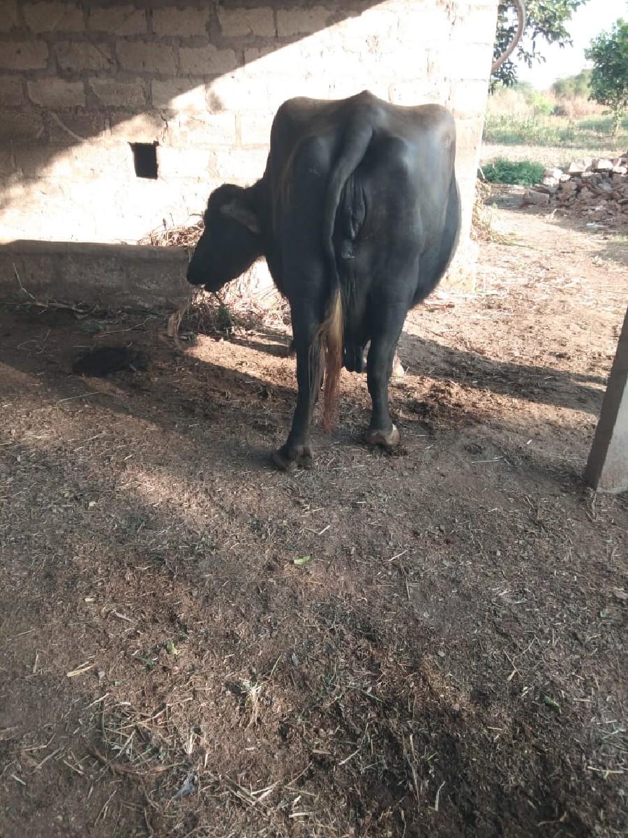 ભેસ બેસવાની છે