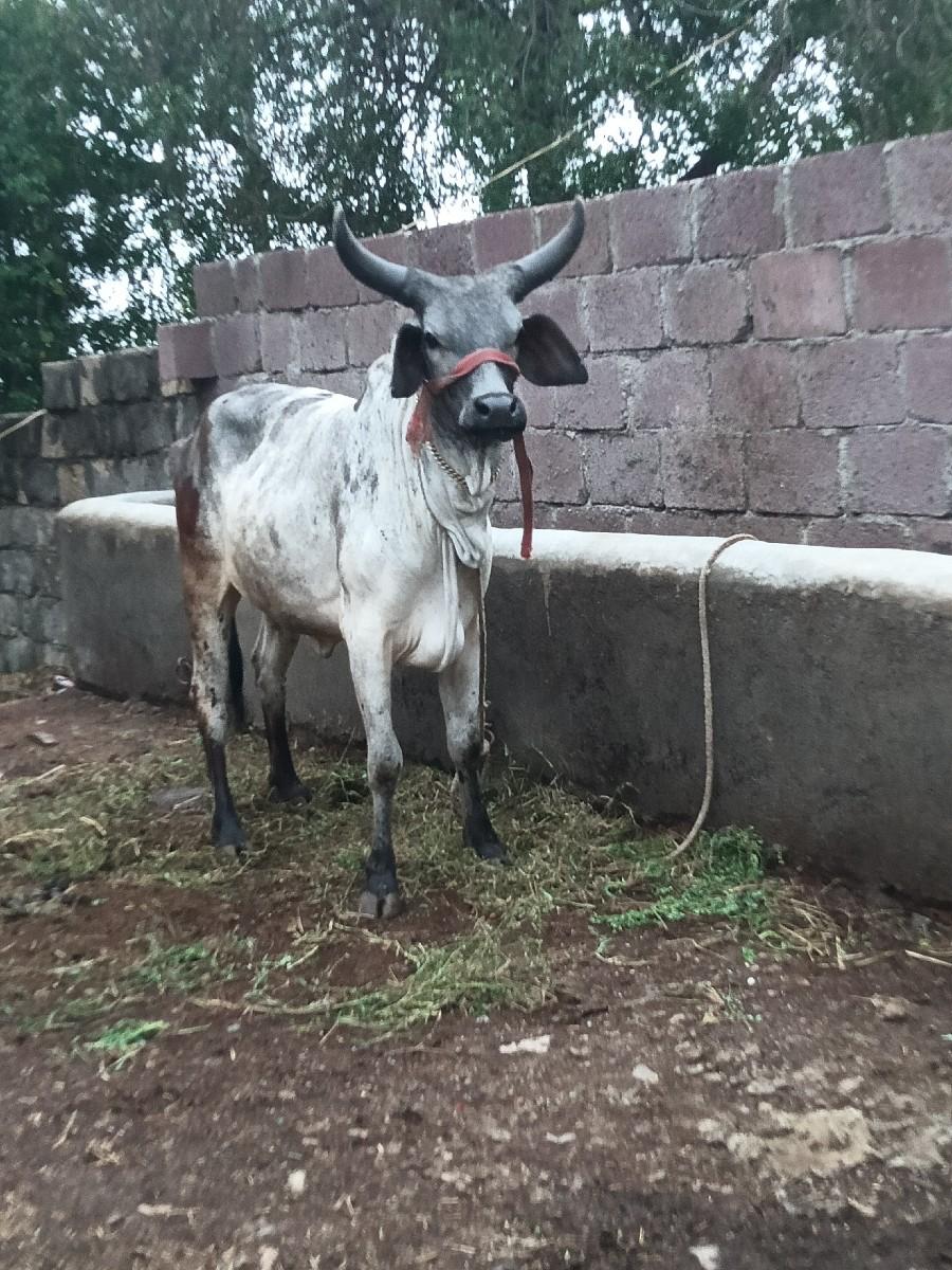 હોડકી વેચવાની અથવા સાટા કરવા