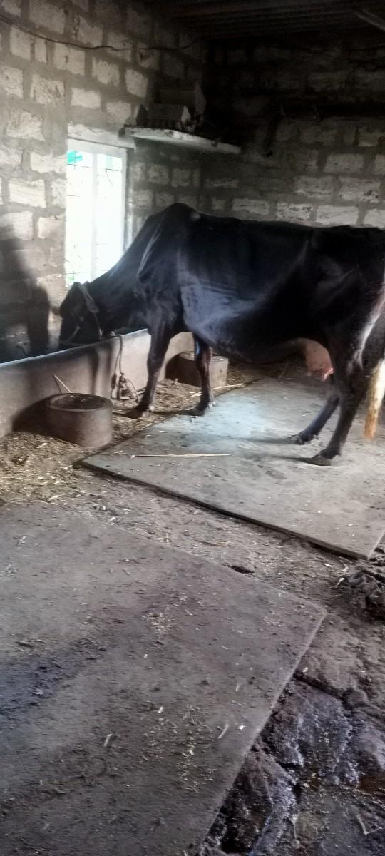 ગાય વેચાવાની છે