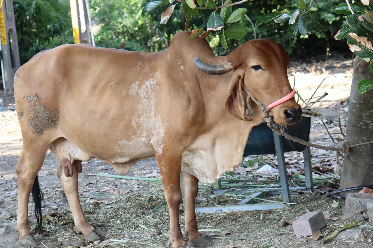 થંબનેલ 2