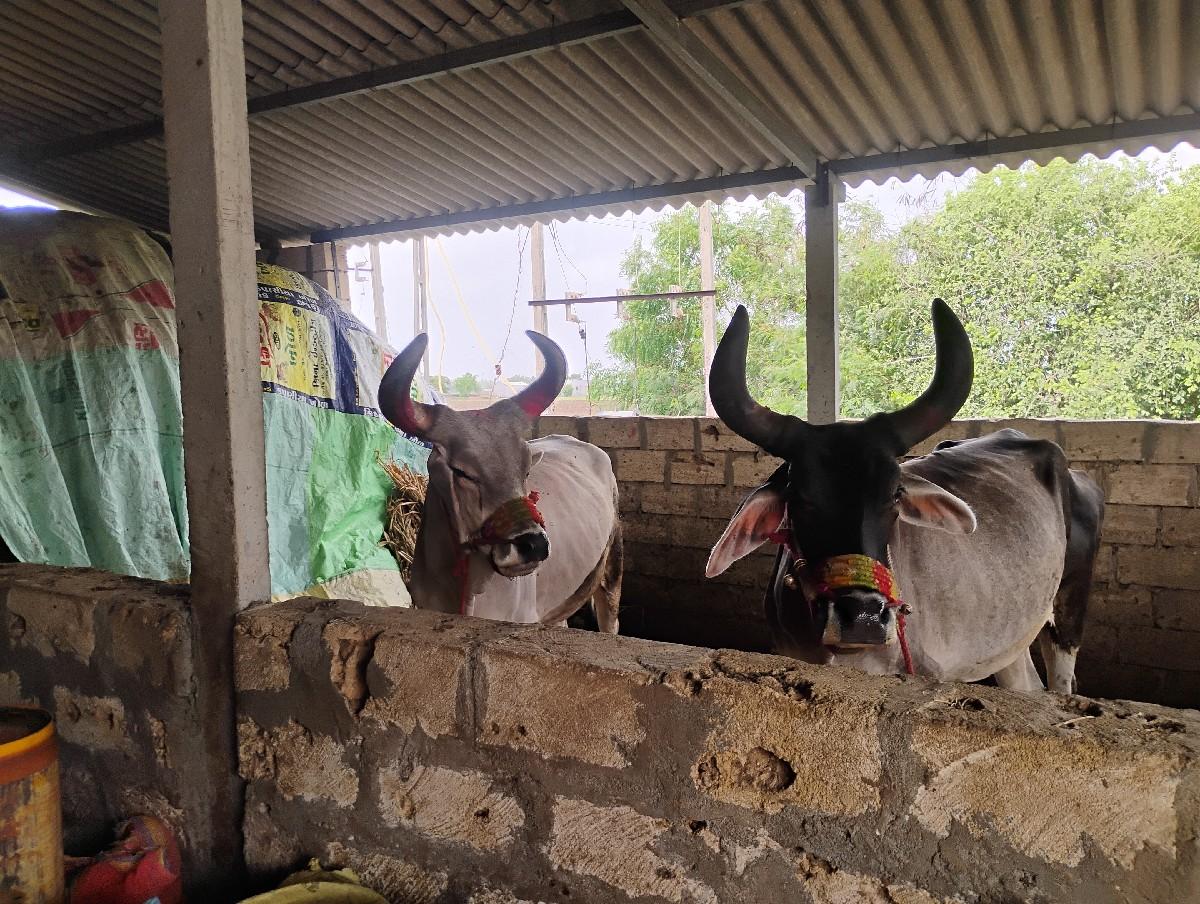 થંબનેલ 2