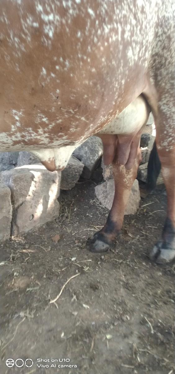 થંબનેલ 3