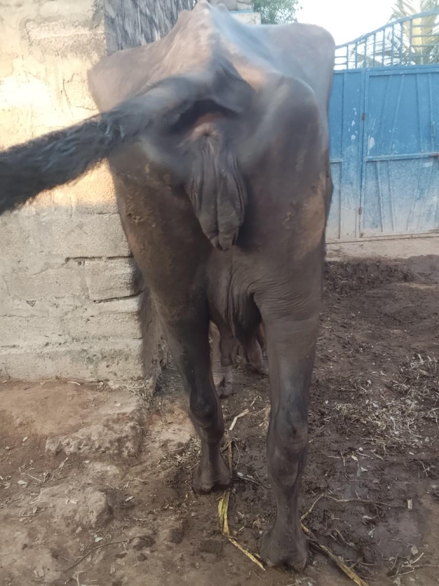 કયા કયા લીટર પેલો વેતર