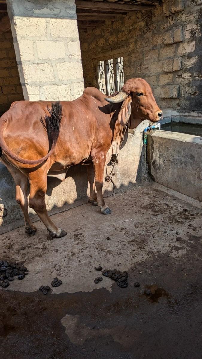 ગીર હોળકી વેશવાની સે.