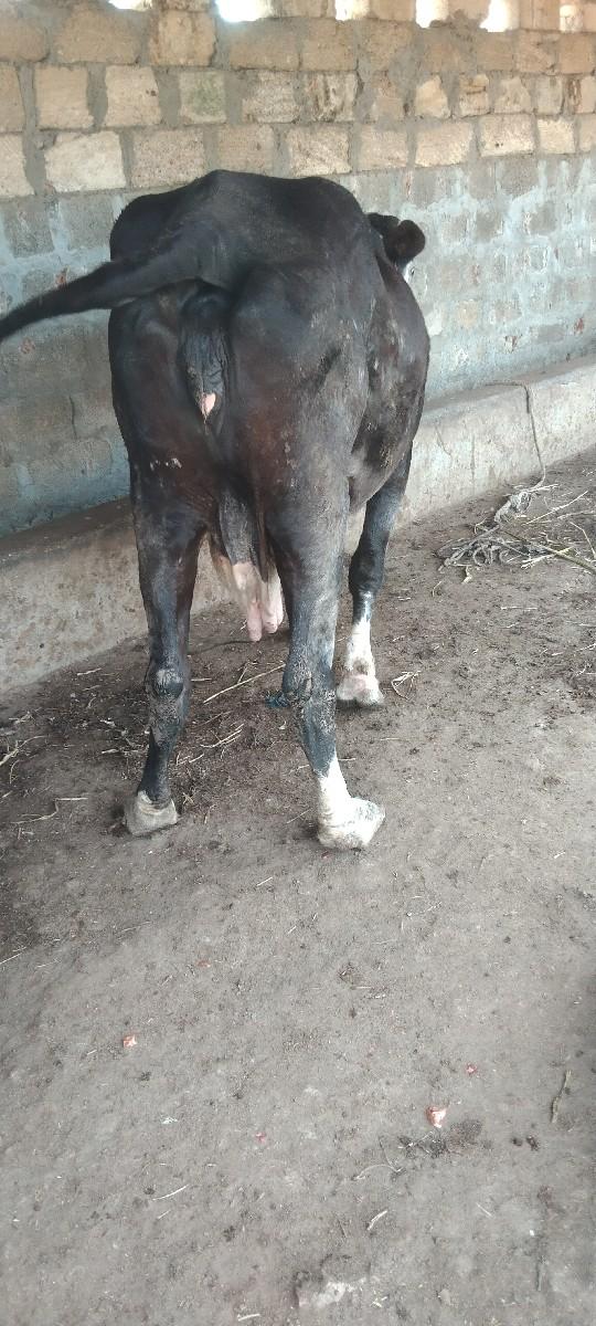 થંબનેલ 2