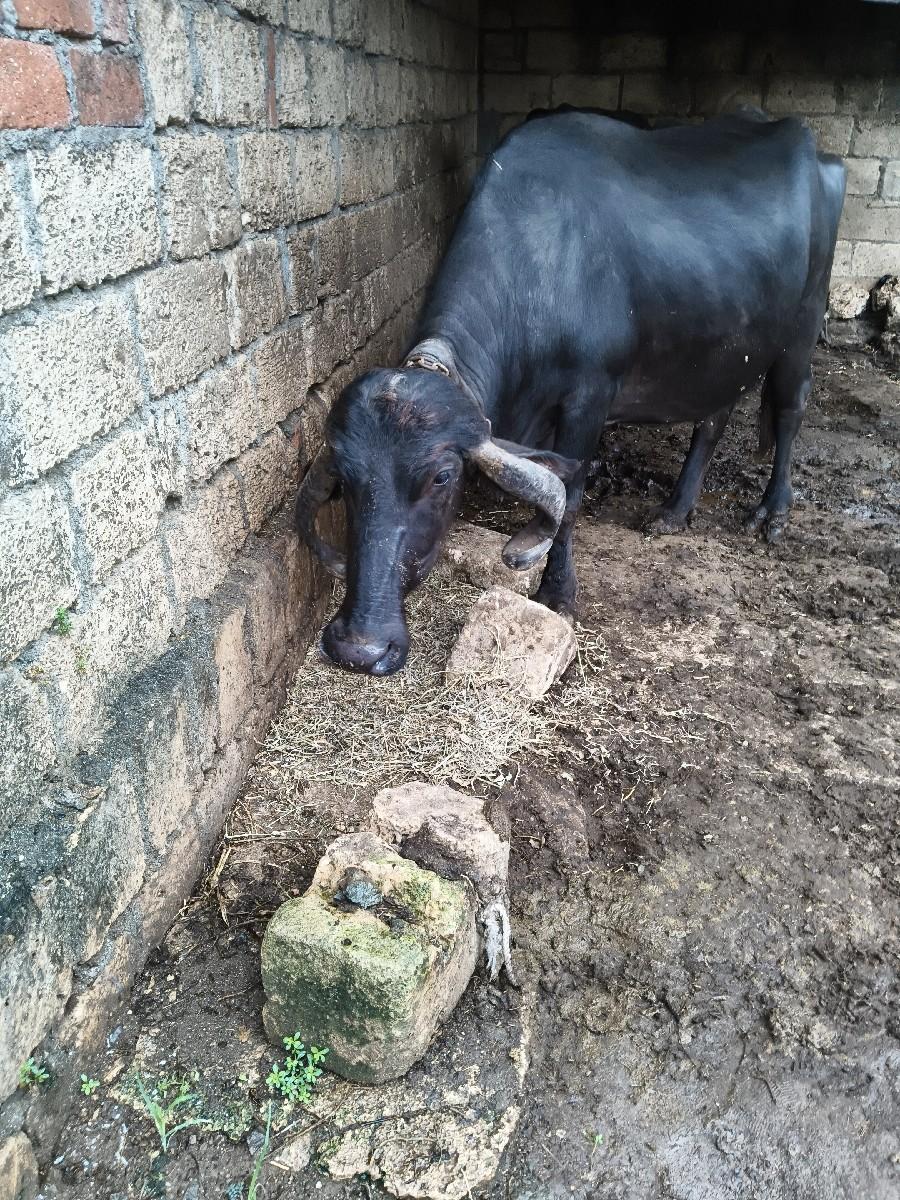 ૩વેતરસે વાણેલીસે