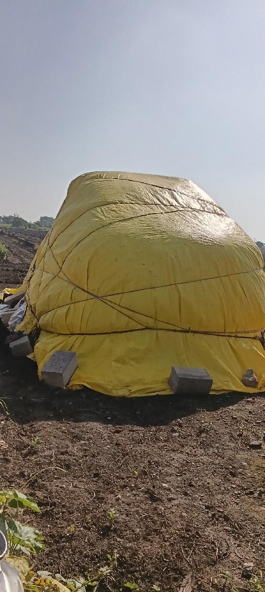 માંડવીયું