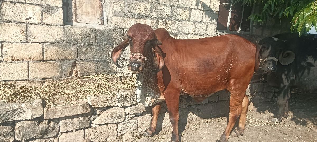 થંબનેલ 2