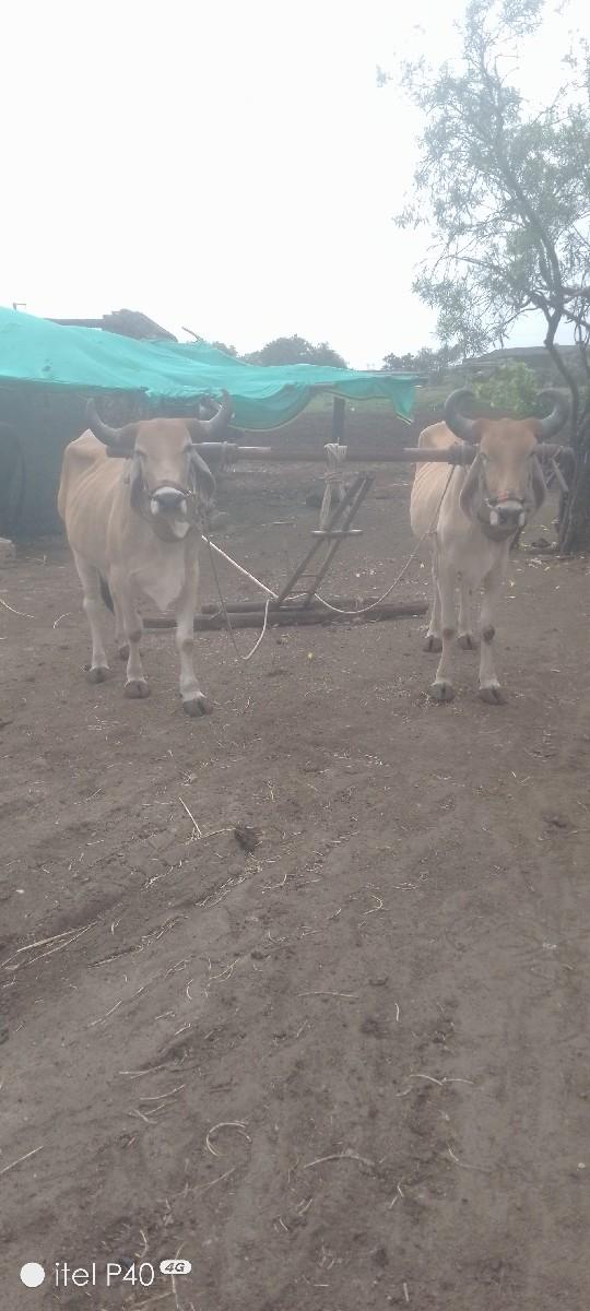 થંબનેલ 3