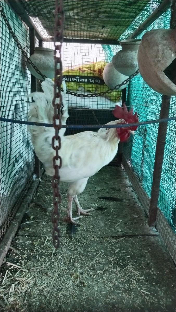 મુરઘો વેચવાનો છે