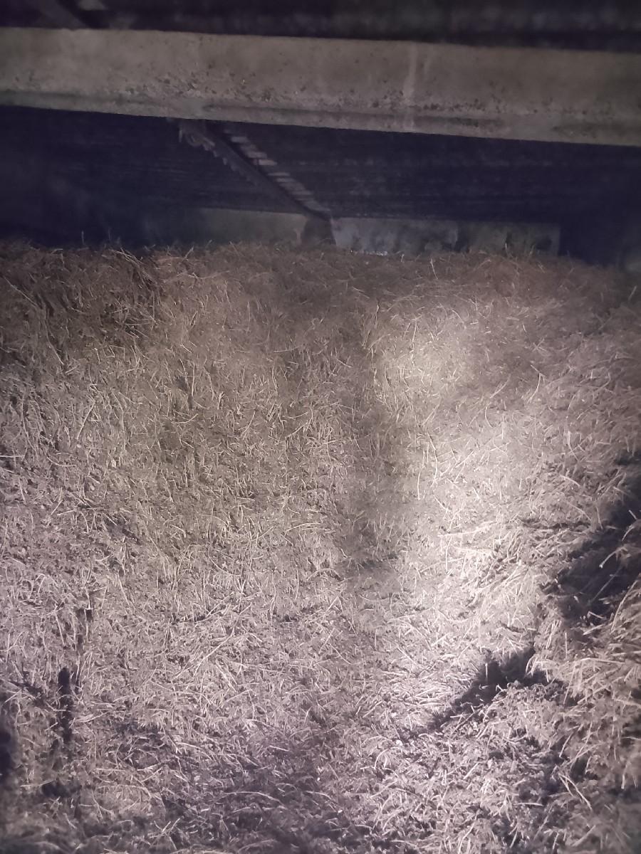 mandvi no bhuko(magotu)