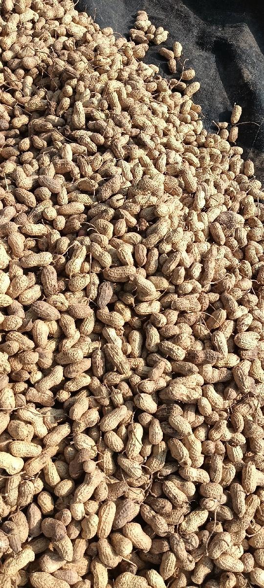 22 nabar madvi vasvani se