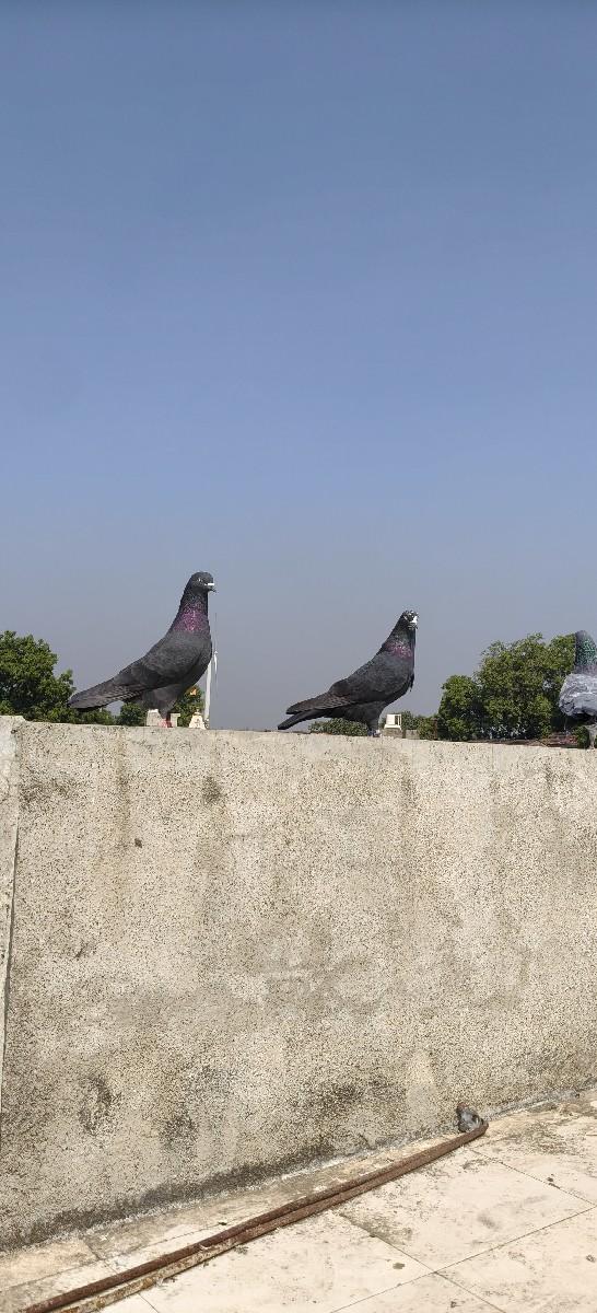 કબૂતર ની જોડી વેચવાની છે