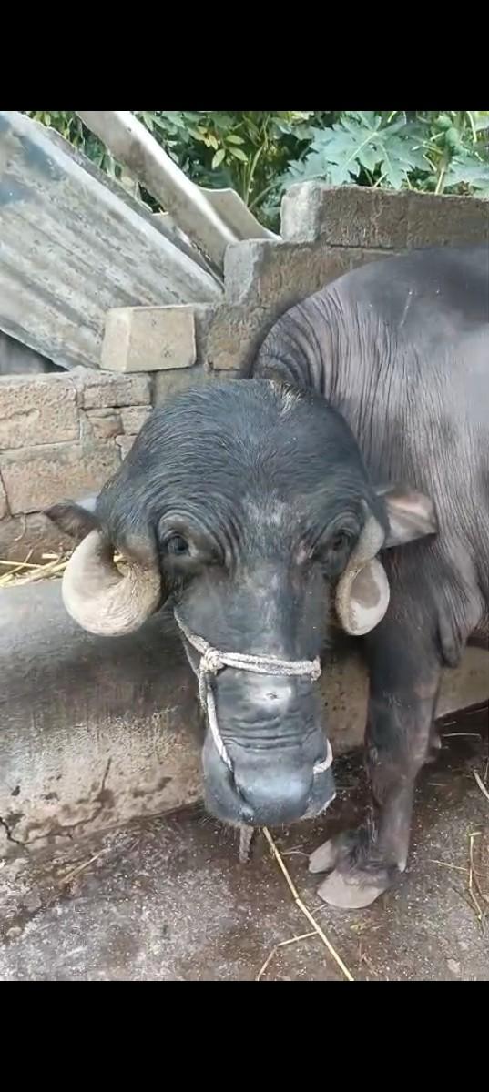 થંબનેલ 2