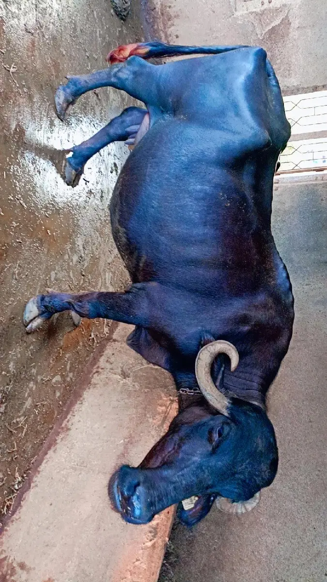 ભેશ વેચવાની છે.