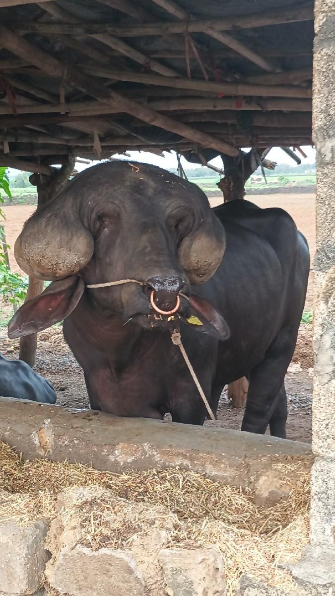 જાફરાબાદી પાડો વેસવાનો છે.