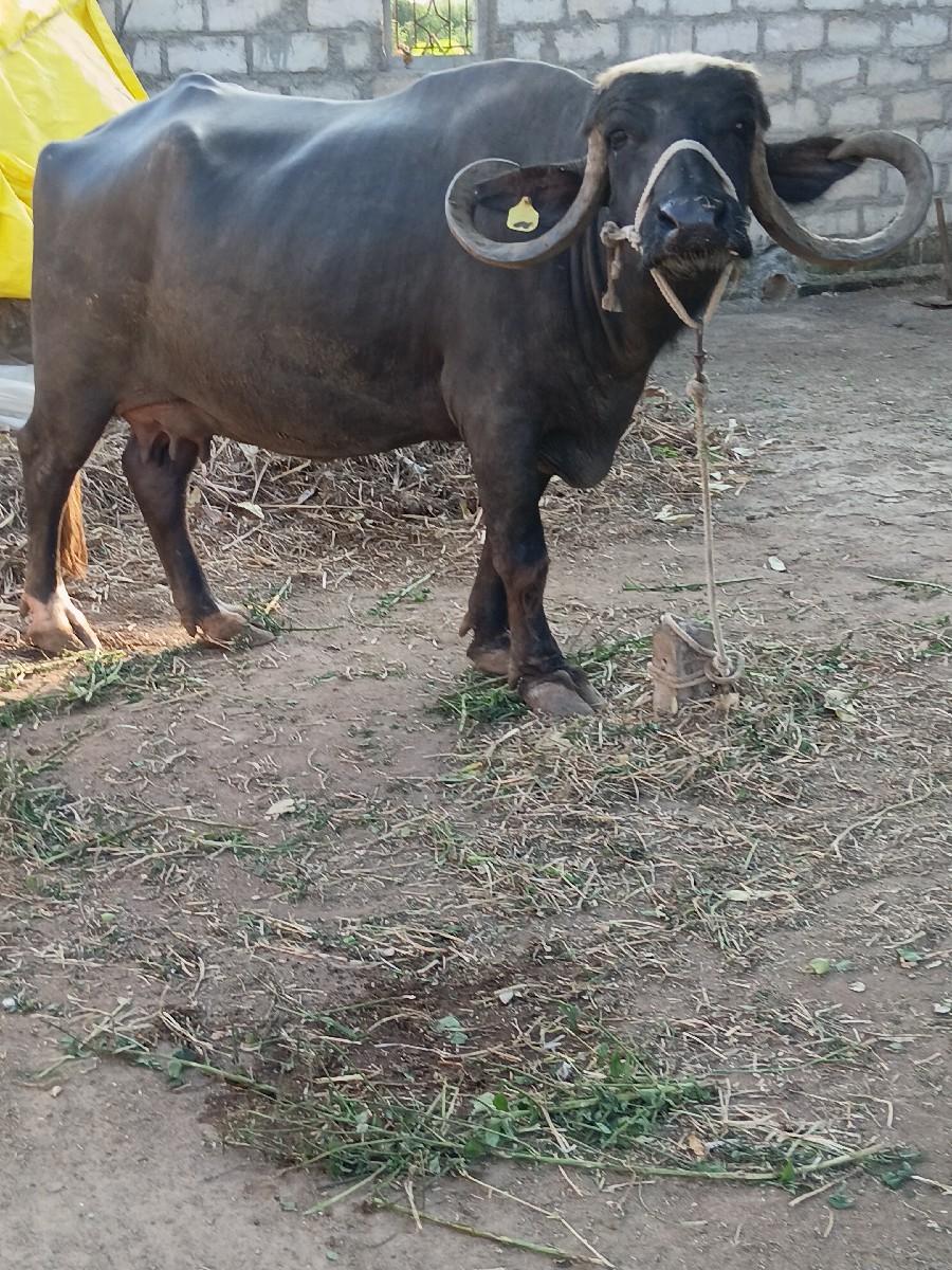 થંબનેલ 2