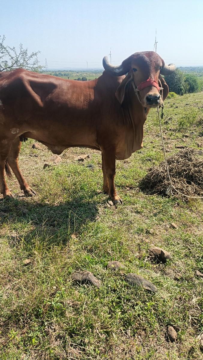 થંબનેલ 2