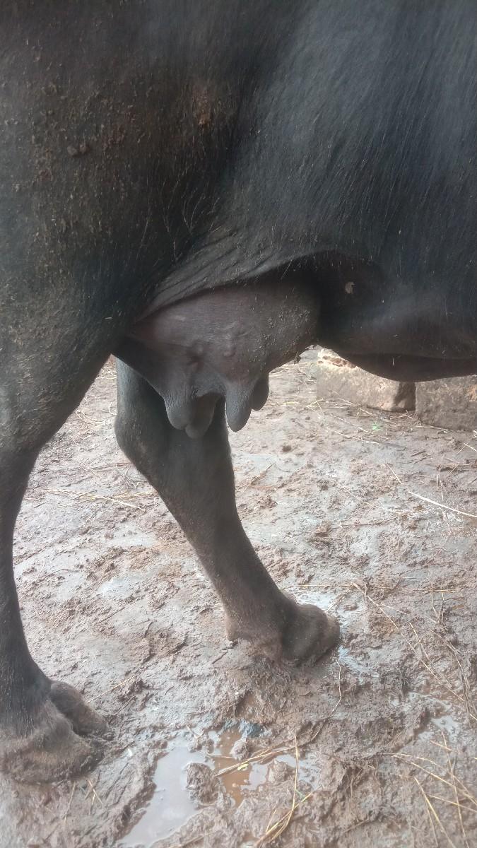 બીજું વેતરી બહેન છે