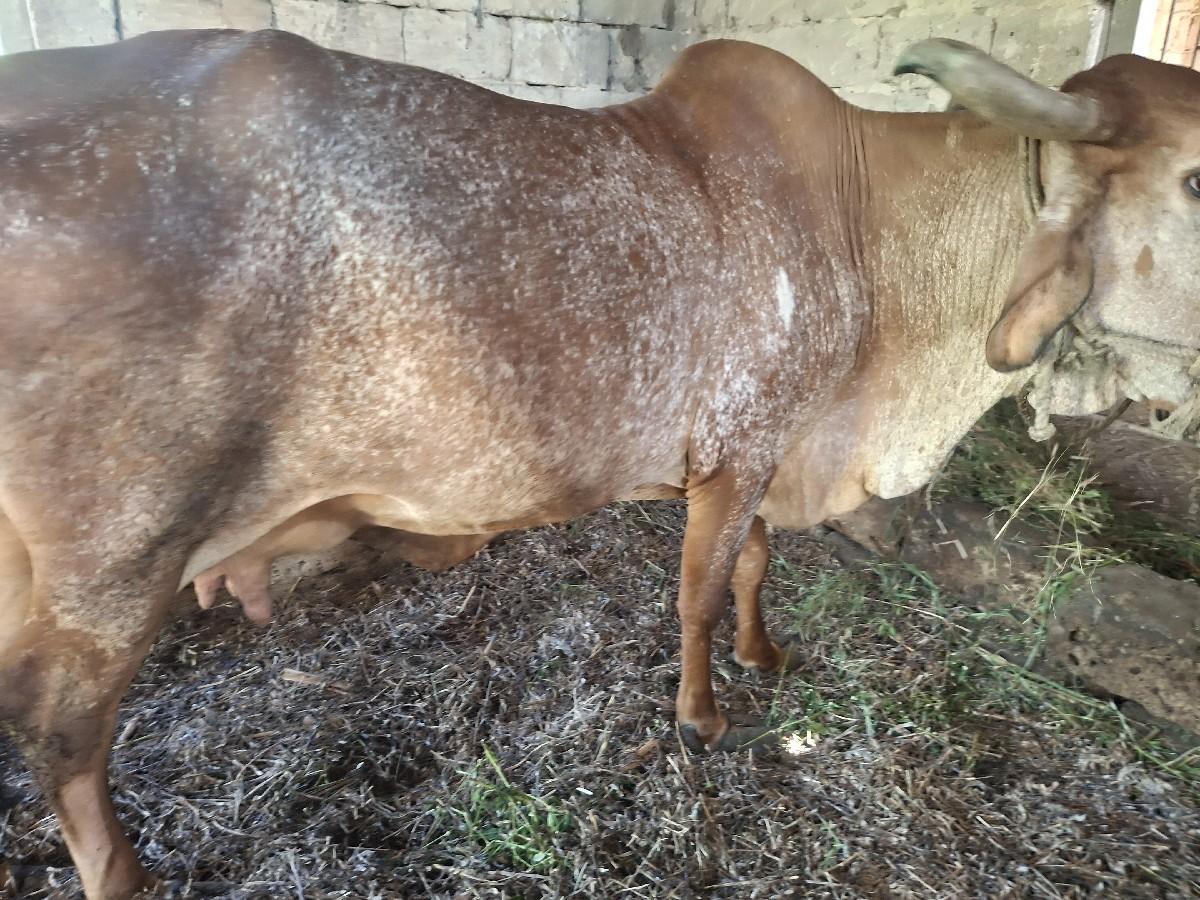 થંબનેલ 2