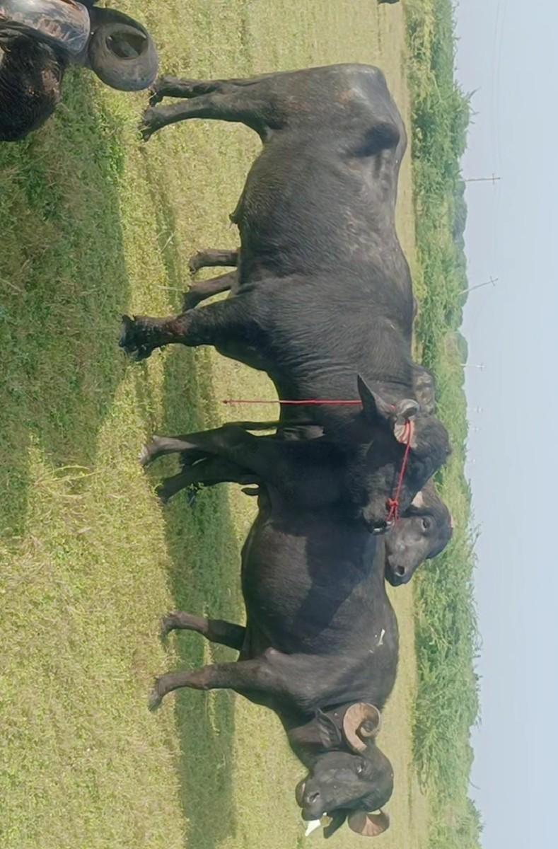 થંબનેલ 3