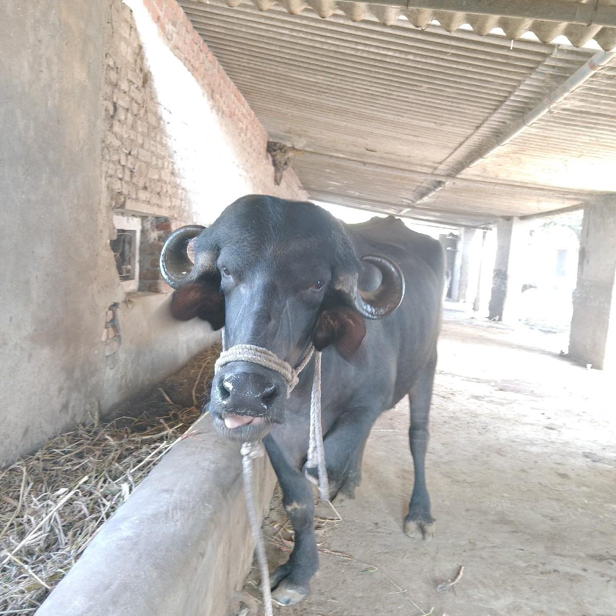 થંબનેલ 2