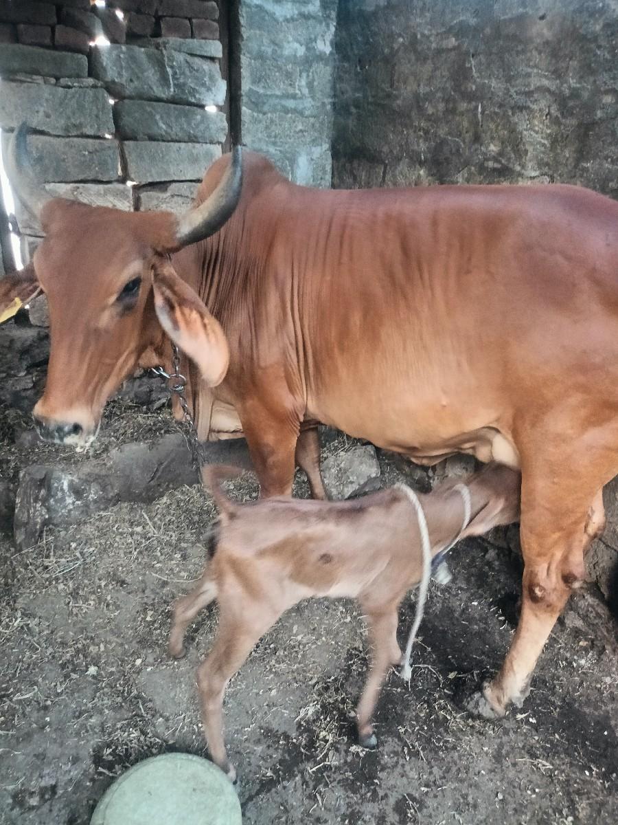 દેશી ગાય છે