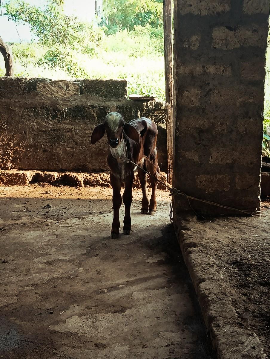 થંબનેલ 3