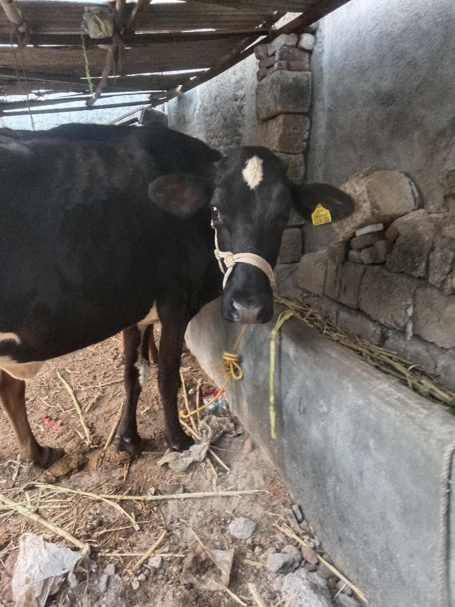 થંબનેલ 2