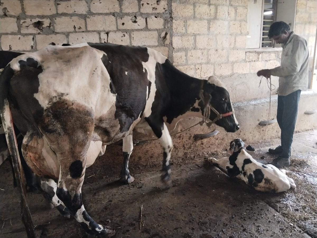 ગાય vesvani સે