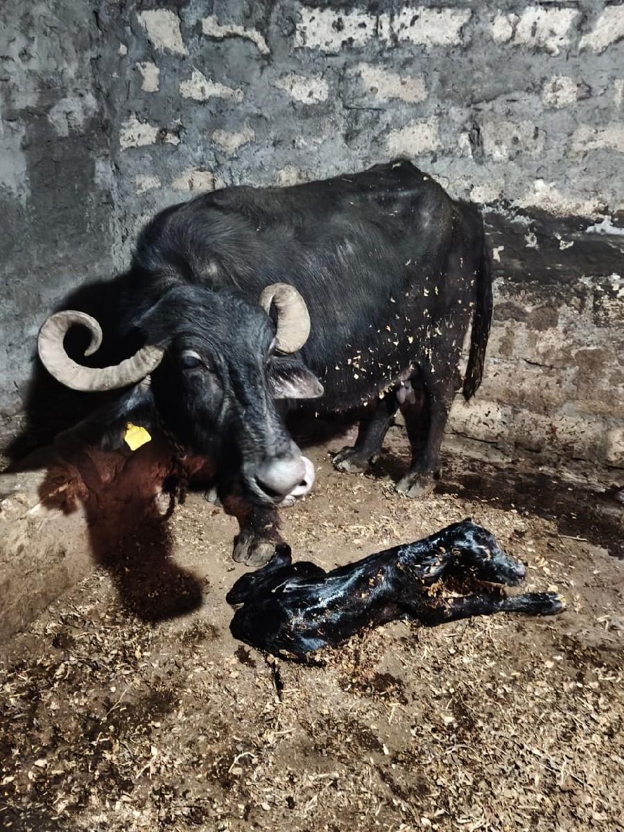 થંબનેલ 2