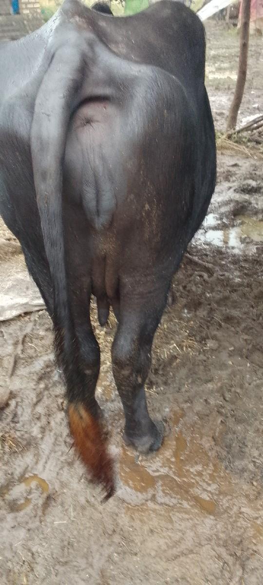 બીજુવેતરખડેલીદેવાનીછે