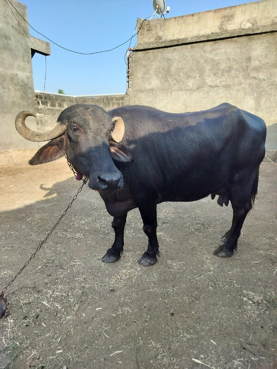 થંબનેલ 3