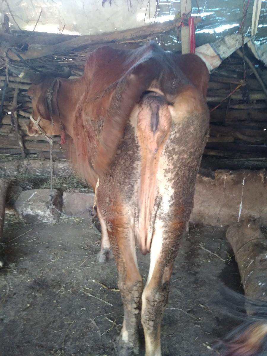 થંબનેલ 3