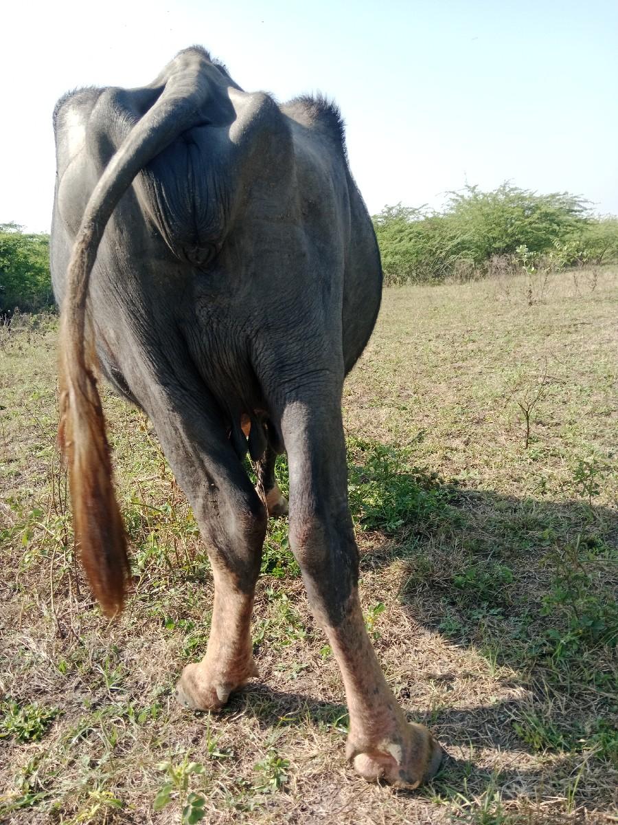 થંબનેલ 2