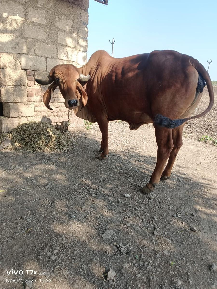 1 વેતર વિયાસે